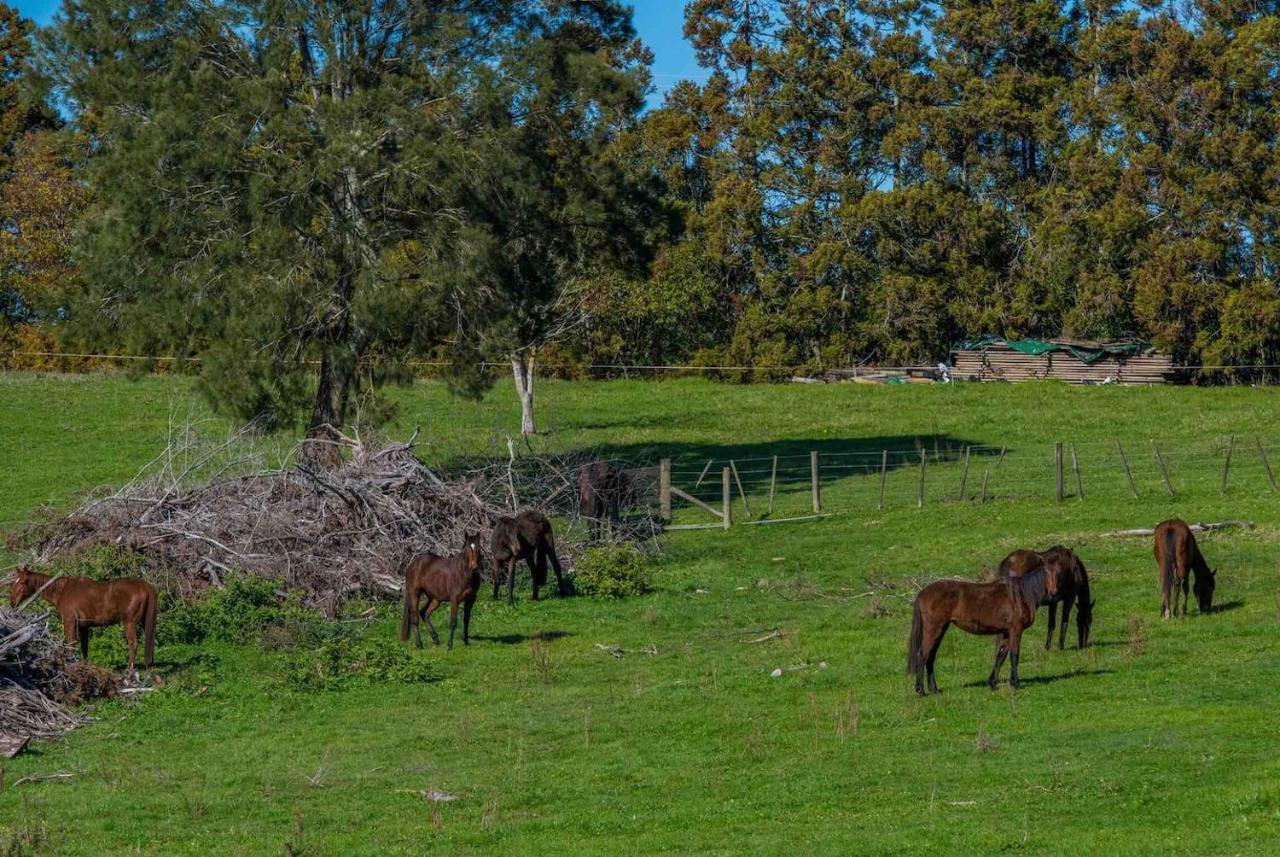 Cosy Lifestyle Cottage Perfect Getaway Pukekohe Экстерьер фото